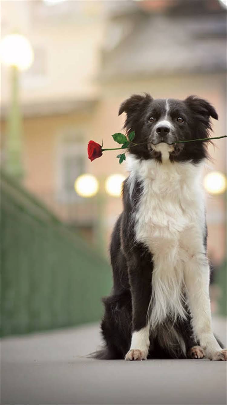 图片 🔥哈士奇养前必看！全网最全冷知识大：二哈拆家？高冷？看完这篇彻底懂它！🔥.jpg