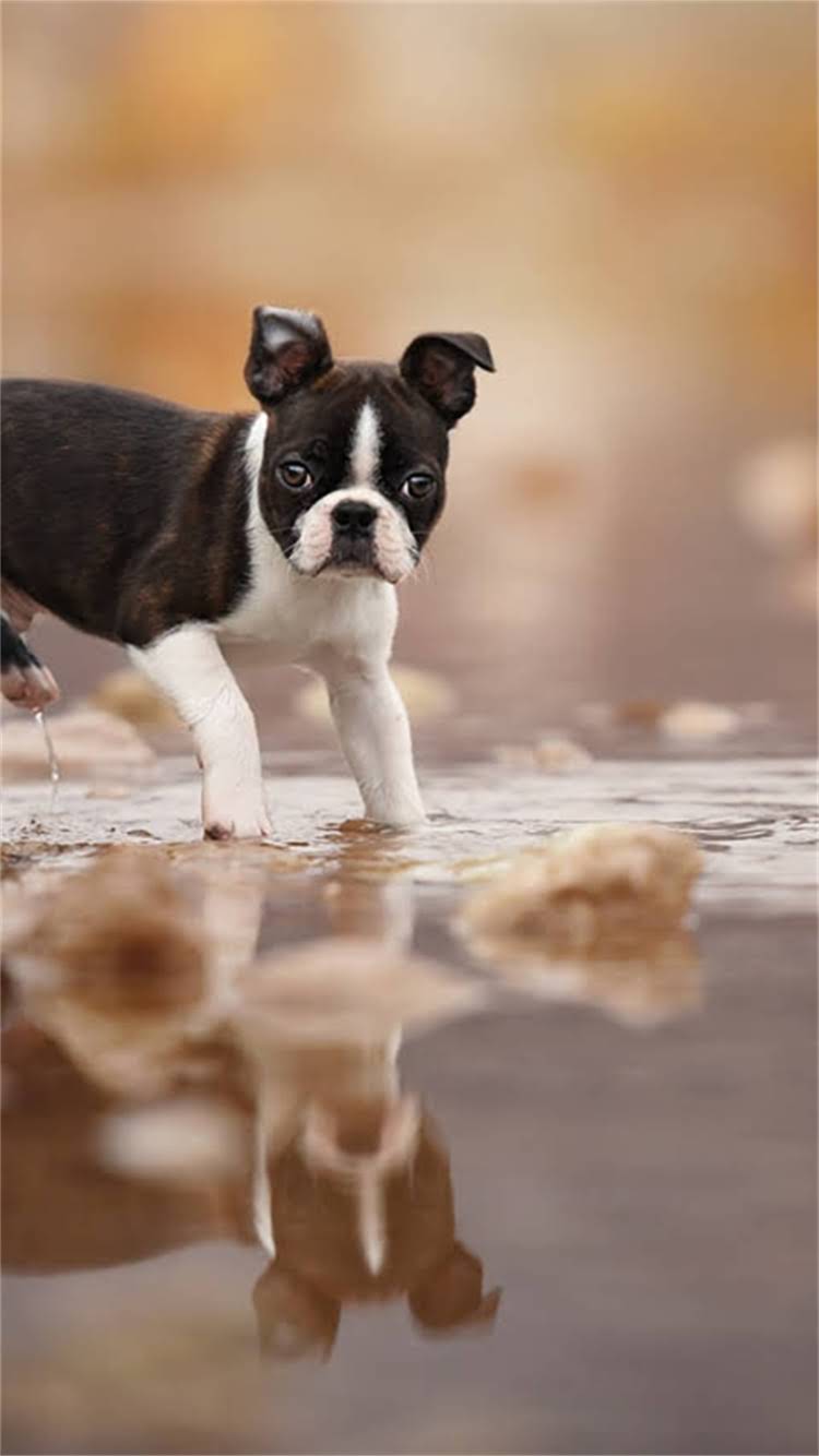 图片 🔥哈士奇养前必看！全网最全冷知识大：二哈拆家？高冷？看完这篇彻底懂它！🔥2.jpg