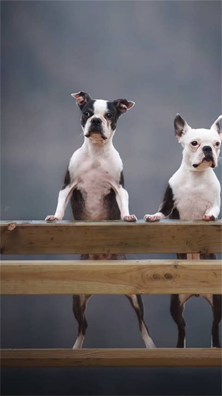 图片 🔥哈士奇尴尬期全：3-6月龄换牙期症状及应对指南🔥1.jpg