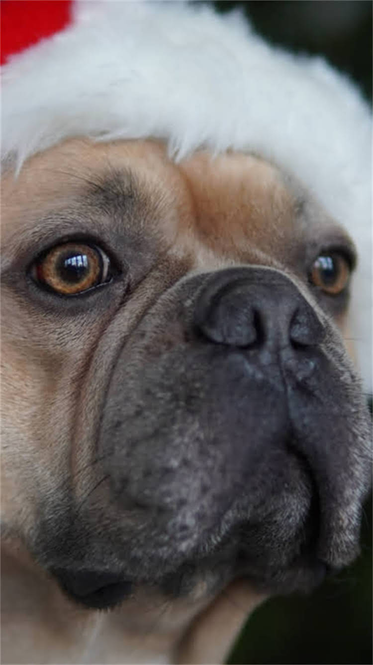 图片 🔥哈士奇成年后吃多少？附食量表+喂养全攻略，养狗必看！.jpg