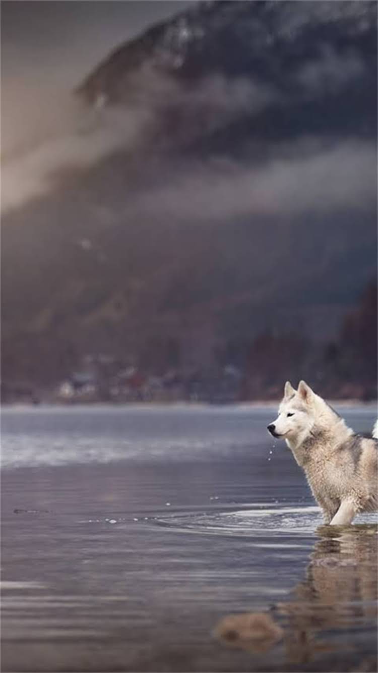 图片 🔥哈士奇是阿拉斯加犬吗？🐾全+对比图！养狗前必看避坑指南1.jpg