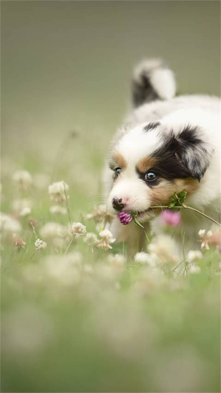 图片 🔥哈士奇火焰红VS玄墨黑全｜红黑配色哈士奇养宠指南💥.jpg