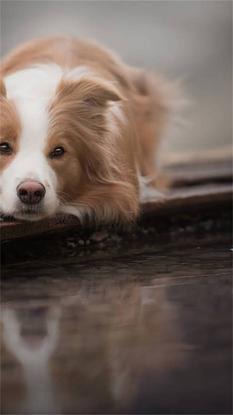 图片 🔥哈士奇购买必看！10大避坑指南+新手养宠清单，看完再冲不踩雷🐾.jpg