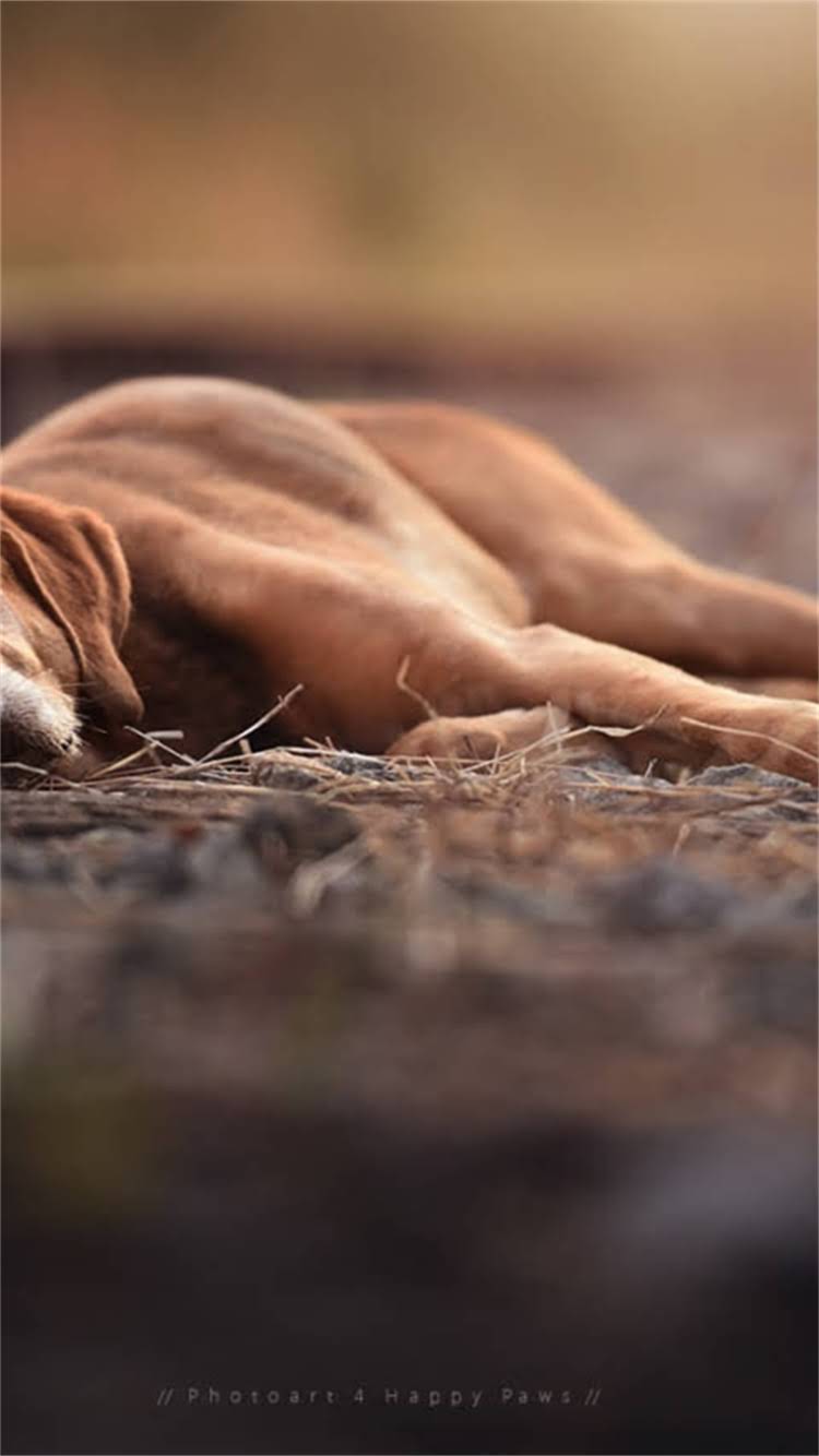 图片 🔥土耳其坎高犬多少钱一只？纯种价格+饲养全攻略🔥.jpg