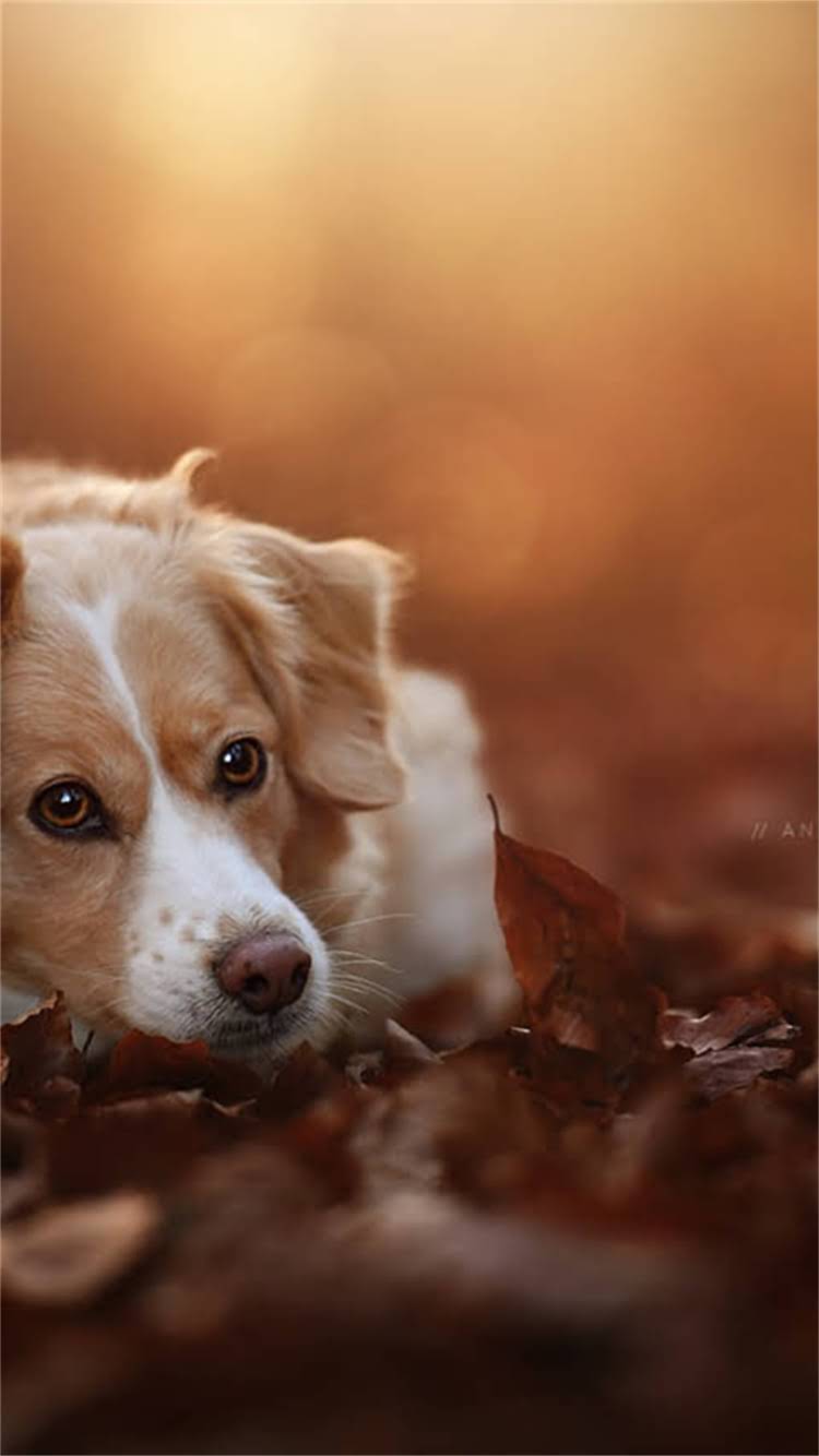 图片 🔥土耳其坎高犬多少钱一只？纯种价格+饲养全攻略🔥2.jpg