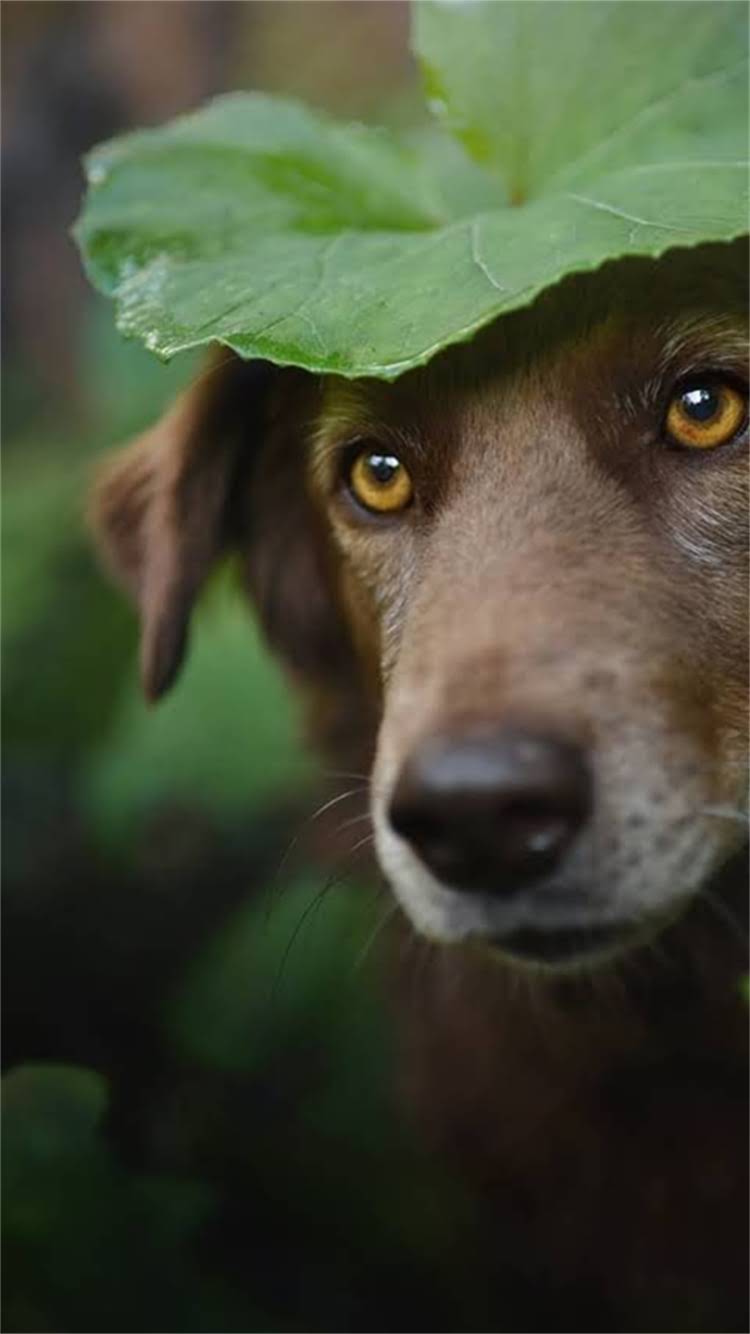 图片 🔥夏日救星！雪纳瑞不爱吃饭的5个急救妙招1.jpg