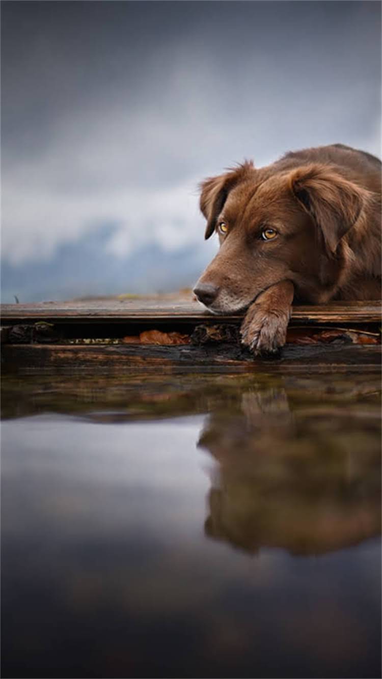 图片 🔥奶白色拉布拉多幼犬价格性格养护全！纯种奶白拉布拉多多少钱？奶白拉布拉多优缺点.jpg