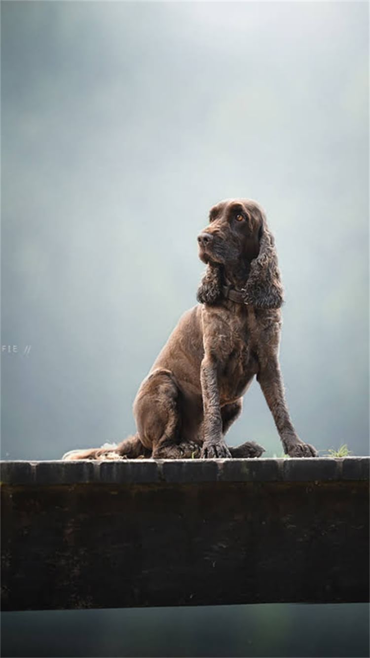 图片 🔥奶白色拉布拉多幼犬价格性格养护全！纯种奶白拉布拉多多少钱？奶白拉布拉多优缺点1.jpg