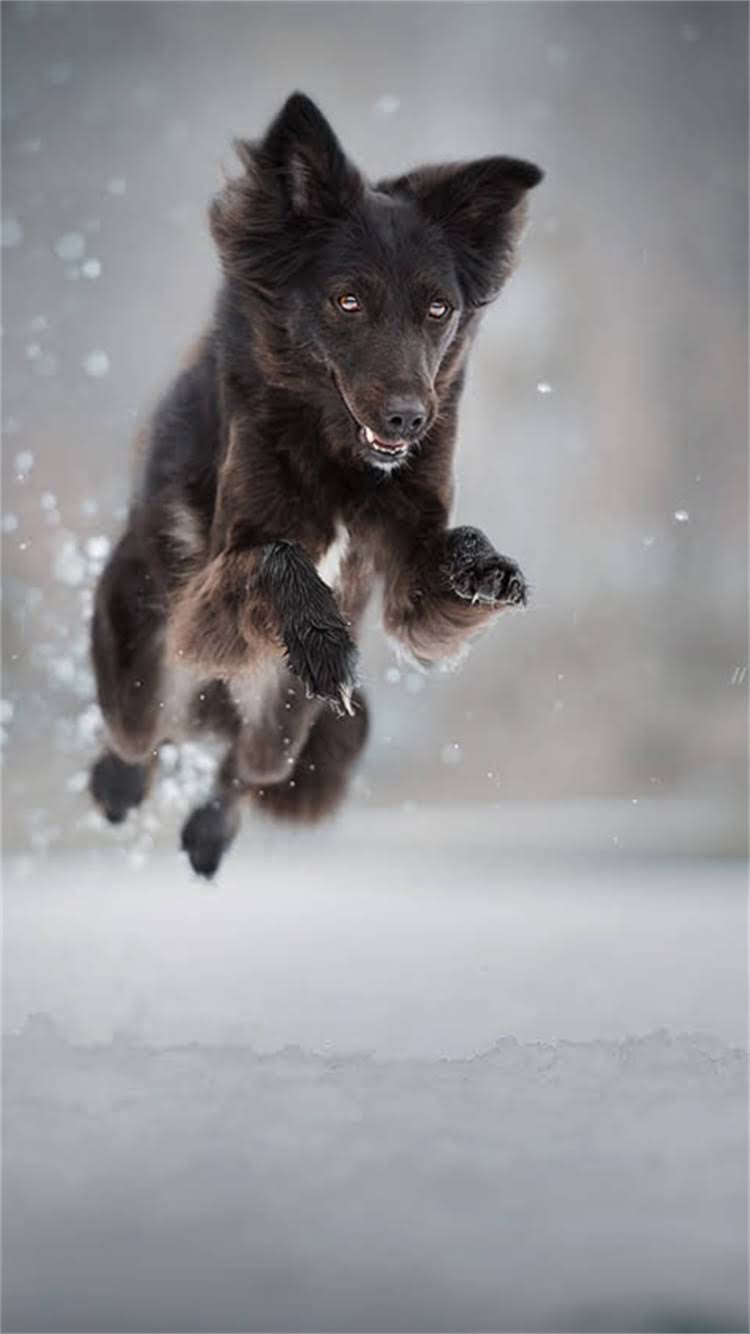 图片 🔥小狗舌头发白别慌！5大原因+家庭护理法+就医信号，养宠人必看指南🔥.jpg