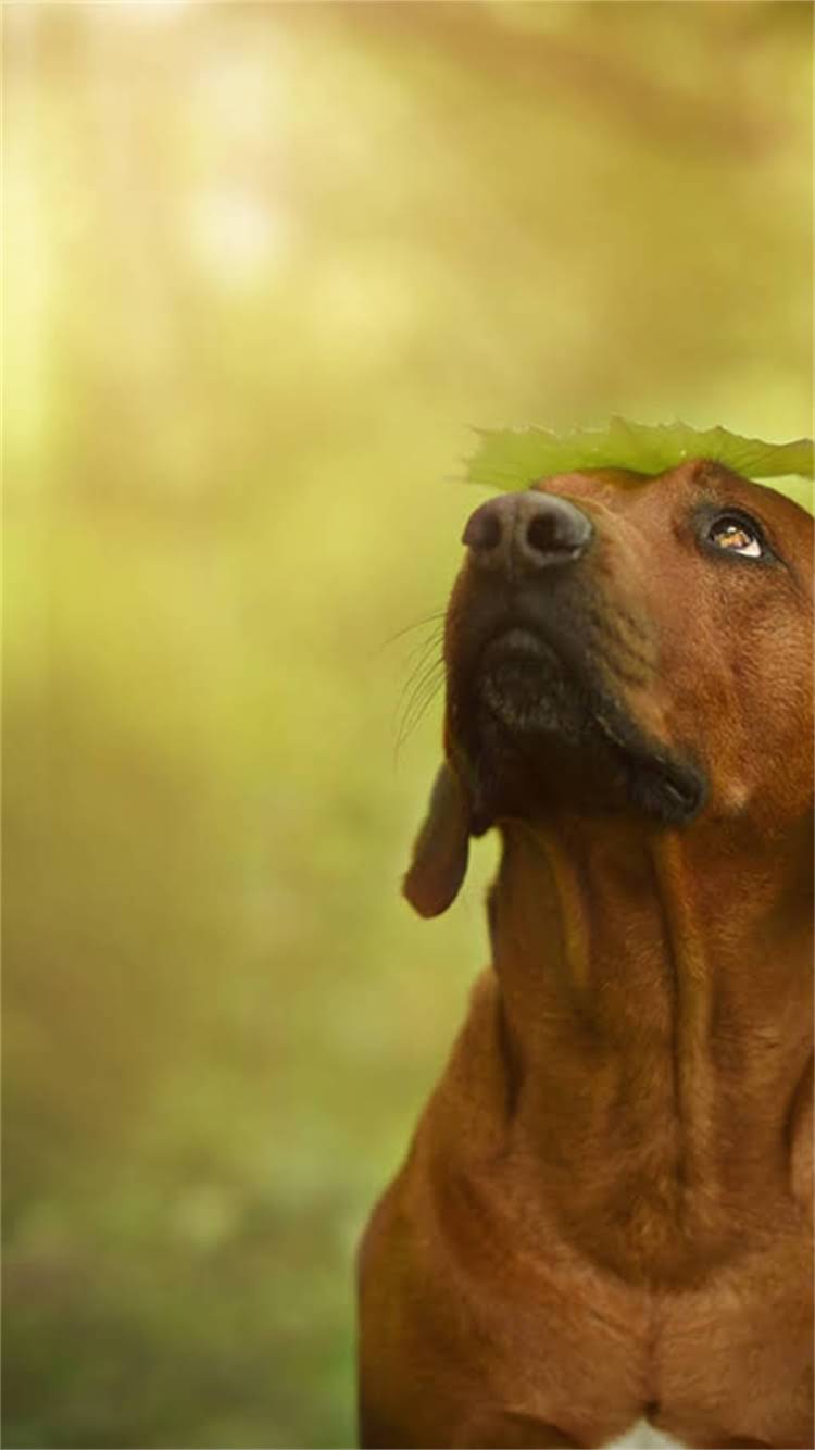 图片 🔥小狗舌头发白别慌！5大原因+家庭护理法+就医信号，养宠人必看指南🔥2.jpg