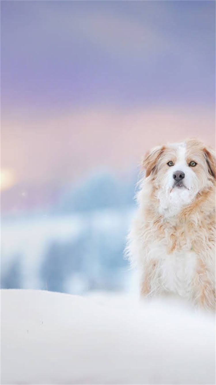 图片 🔥小鹿犬VS吉娃娃对比指南谁才是最适合你的萌宠？附真实饲养经验！.jpg