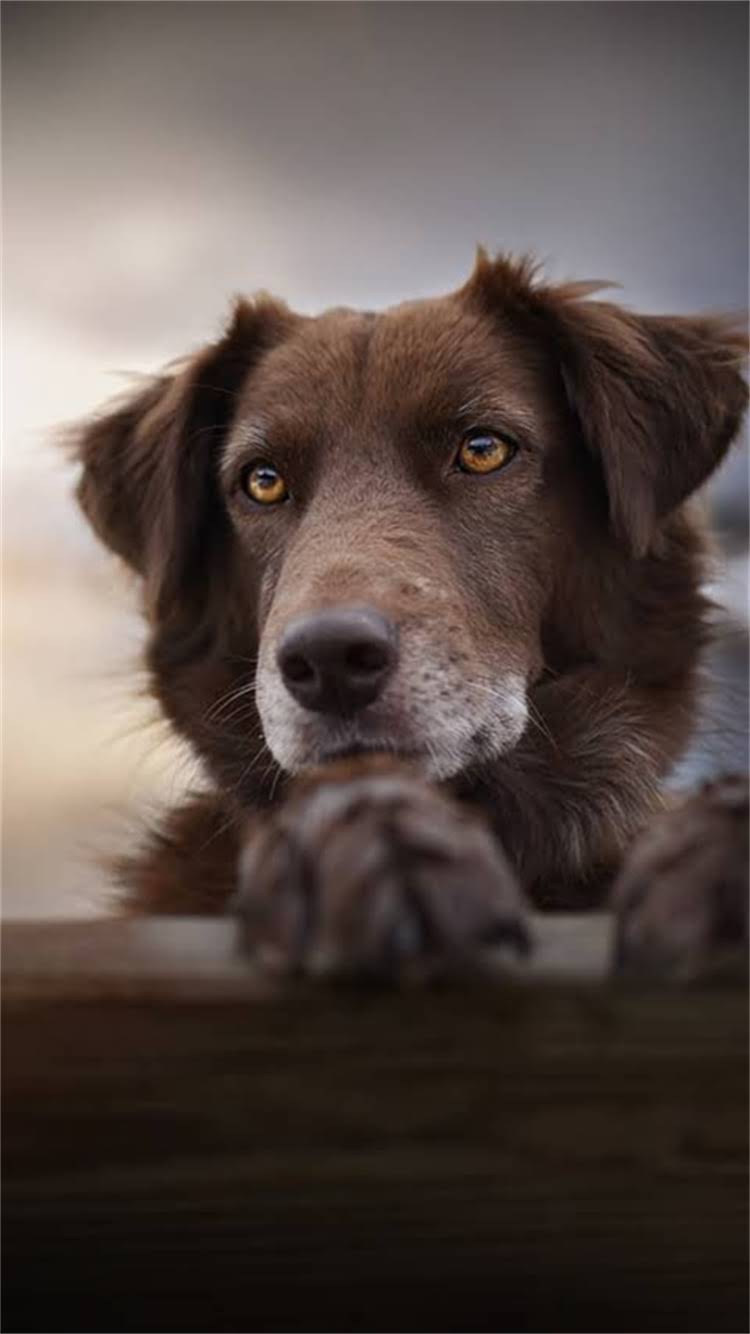 图片 🔥小鹿犬VS吉娃娃对比指南谁才是最适合你的萌宠？附真实饲养经验！1.jpg