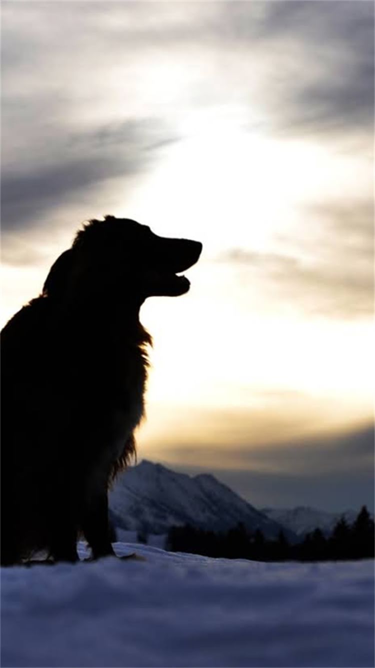 图片 🔥小鹿犬VS吉娃娃对比指南谁才是最适合你的萌宠？附真实饲养经验！2.jpg