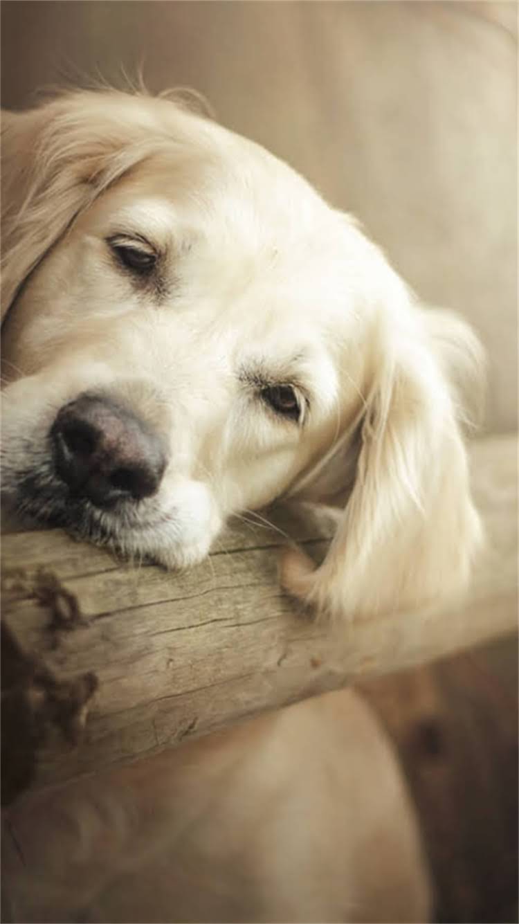 图片 🔥巨型拉布拉多黑色必看指南！优缺点全+饲养技巧，新手养狗避坑必看🐾.jpg