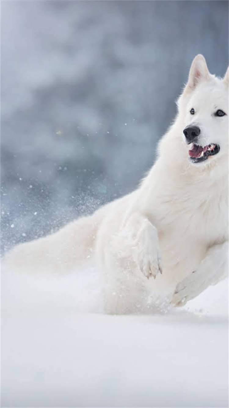 图片 🔥巨型拉布拉多黑色必看指南！优缺点全+饲养技巧，新手养狗避坑必看🐾1.jpg