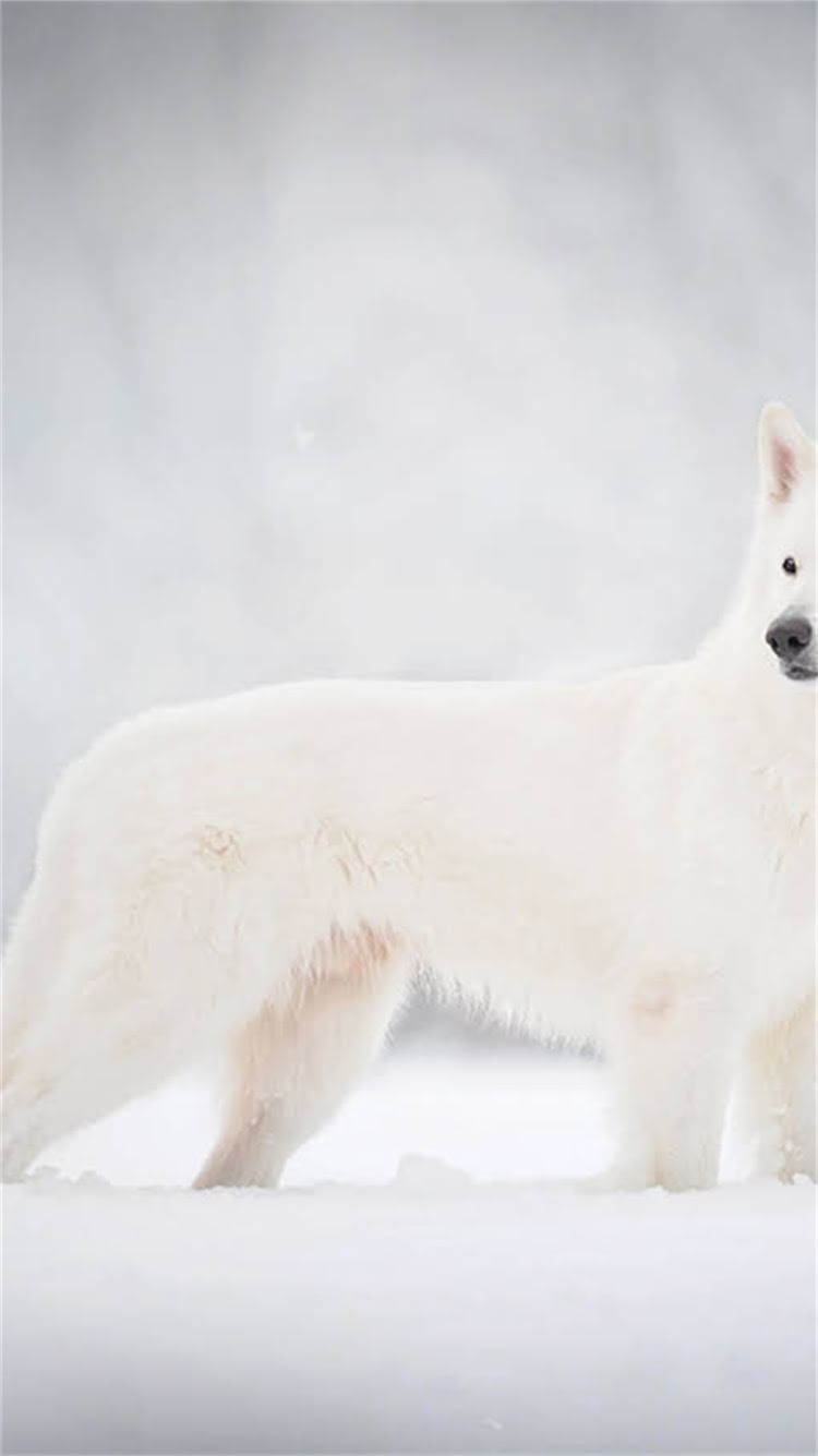 图片 🔥巨型拉布拉多黑色必看指南！优缺点全+饲养技巧，新手养狗避坑必看🐾2.jpg