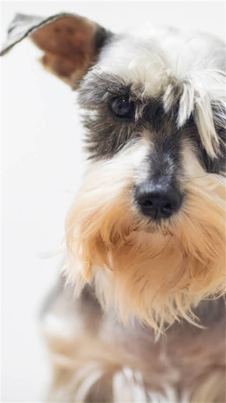 图片 🔥幼猫多大可以不吃幼猫粮？换粮全攻略+成猫粮挑选技巧（附对比表）1.jpg