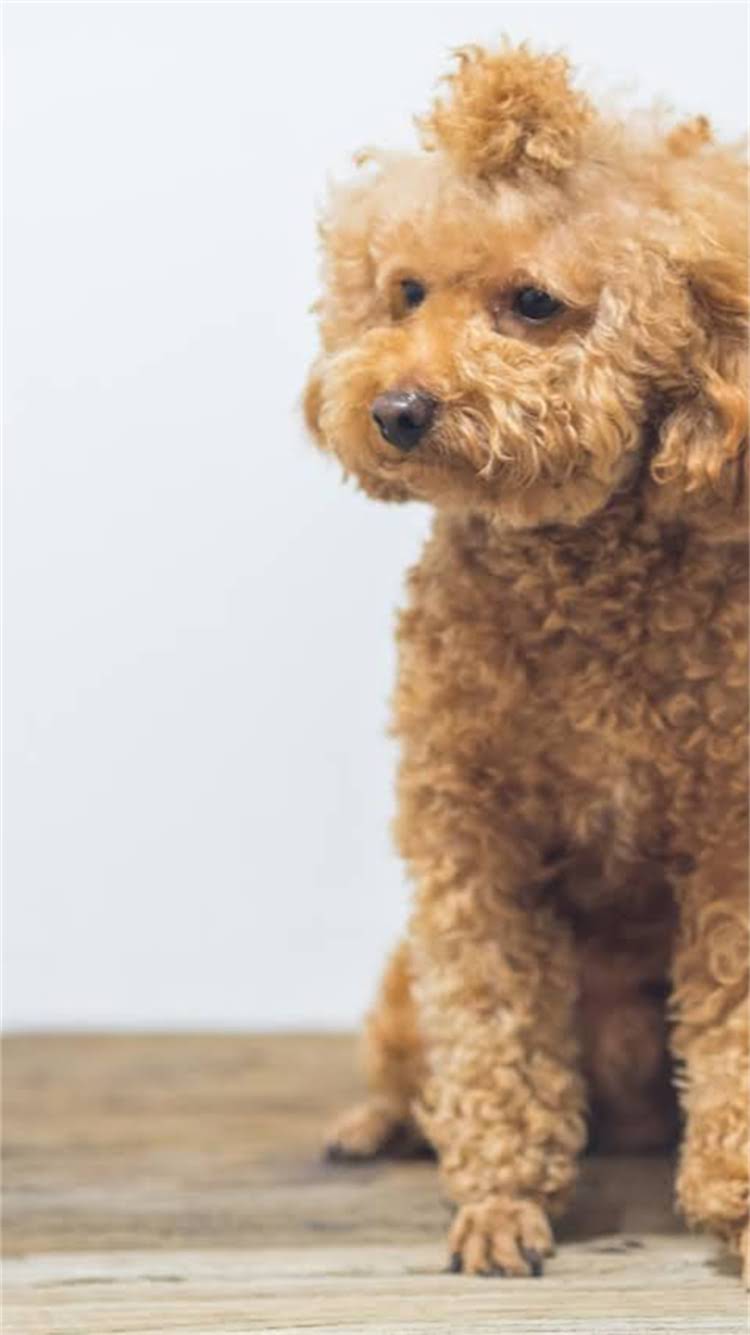 图片 🔥幼猫多大可以不吃幼猫粮？换粮全攻略+成猫粮挑选技巧（附对比表）2.jpg