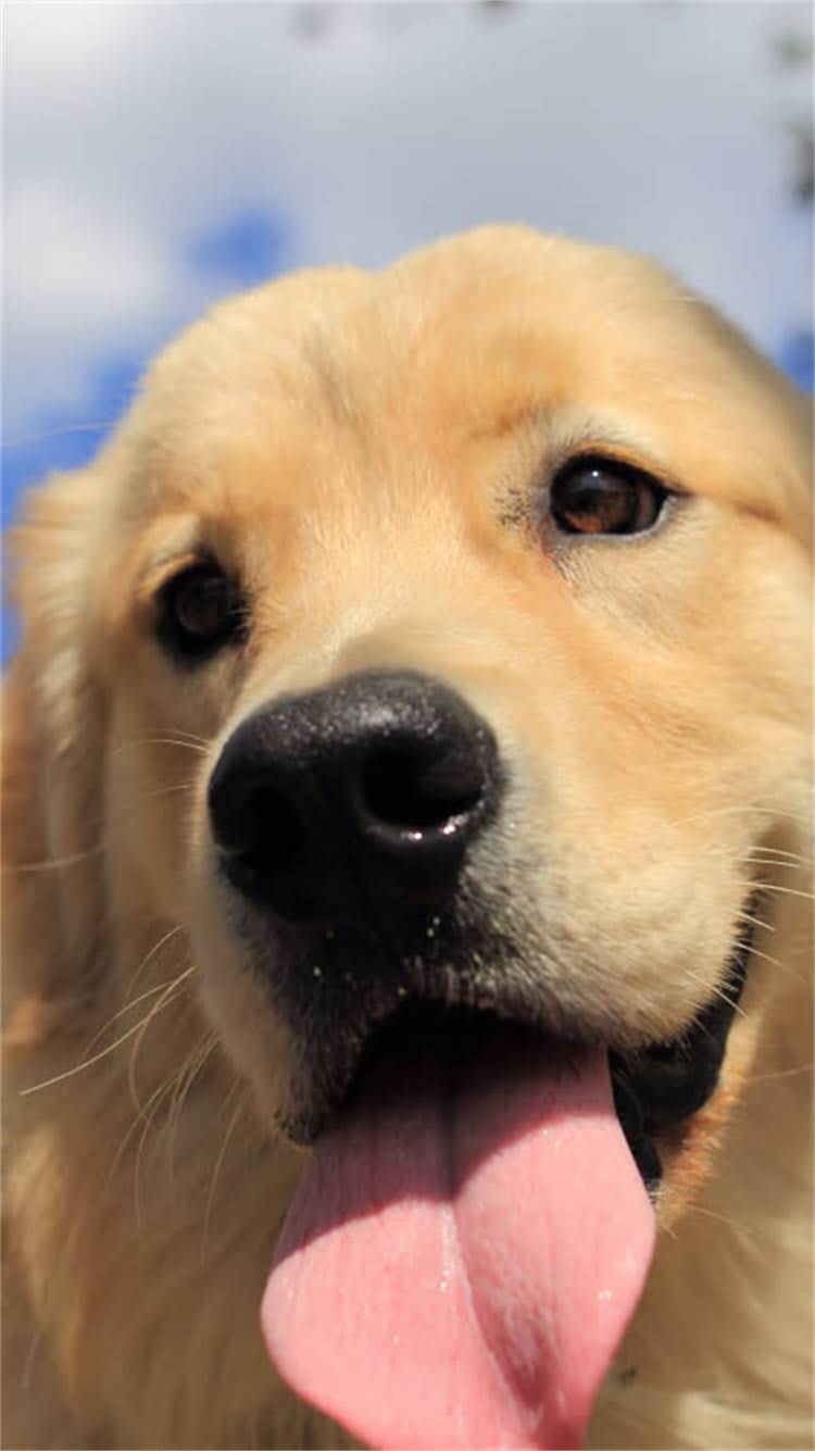 图片 🔥德牧两个月能训练？30天速成？德牧幼犬训练全攻略（附纠正指南）.jpg