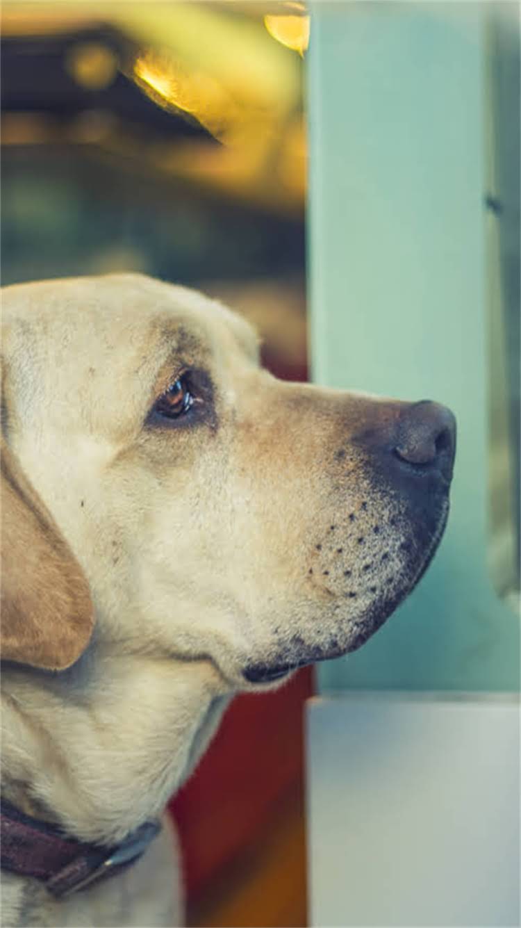 图片 🔥德牧两个月能训练？30天速成？德牧幼犬训练全攻略（附纠正指南）1.jpg