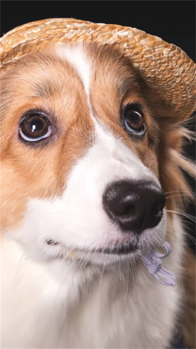 图片 🔥德牧两个月能训练？30天速成？德牧幼犬训练全攻略（附纠正指南）2.jpg