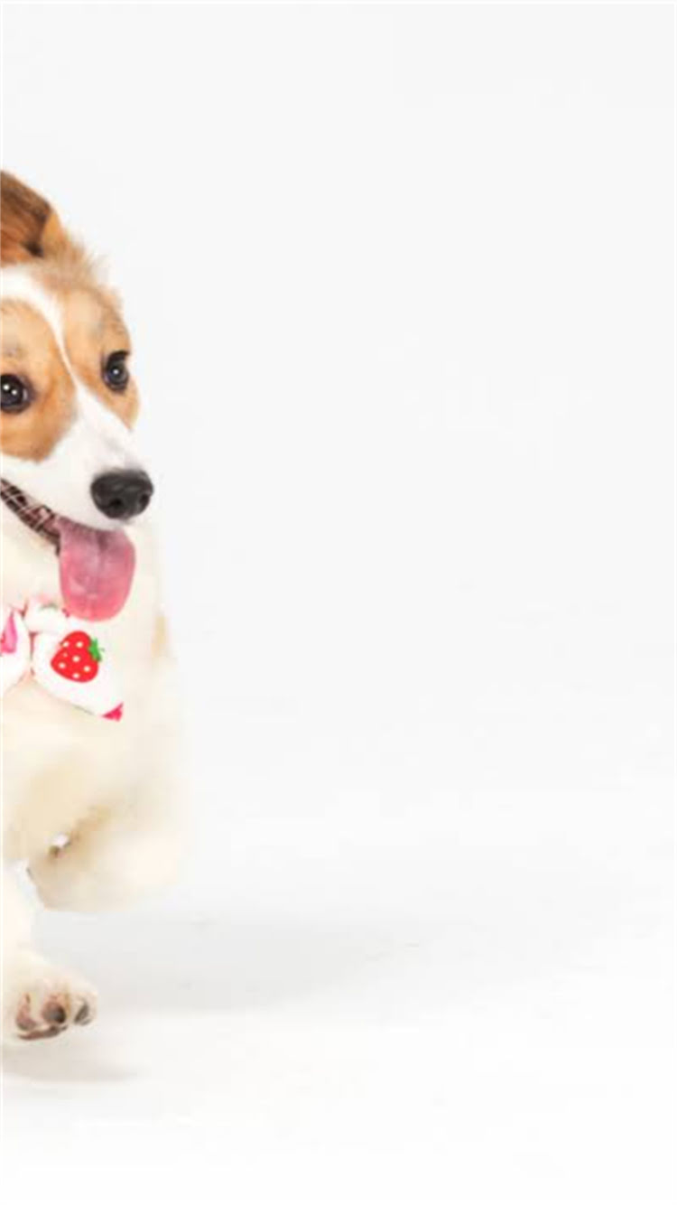 图片 🔥德牧怀孕期千万别乱喂！这5类食物坑娃又伤母，新手必看🔥.jpg