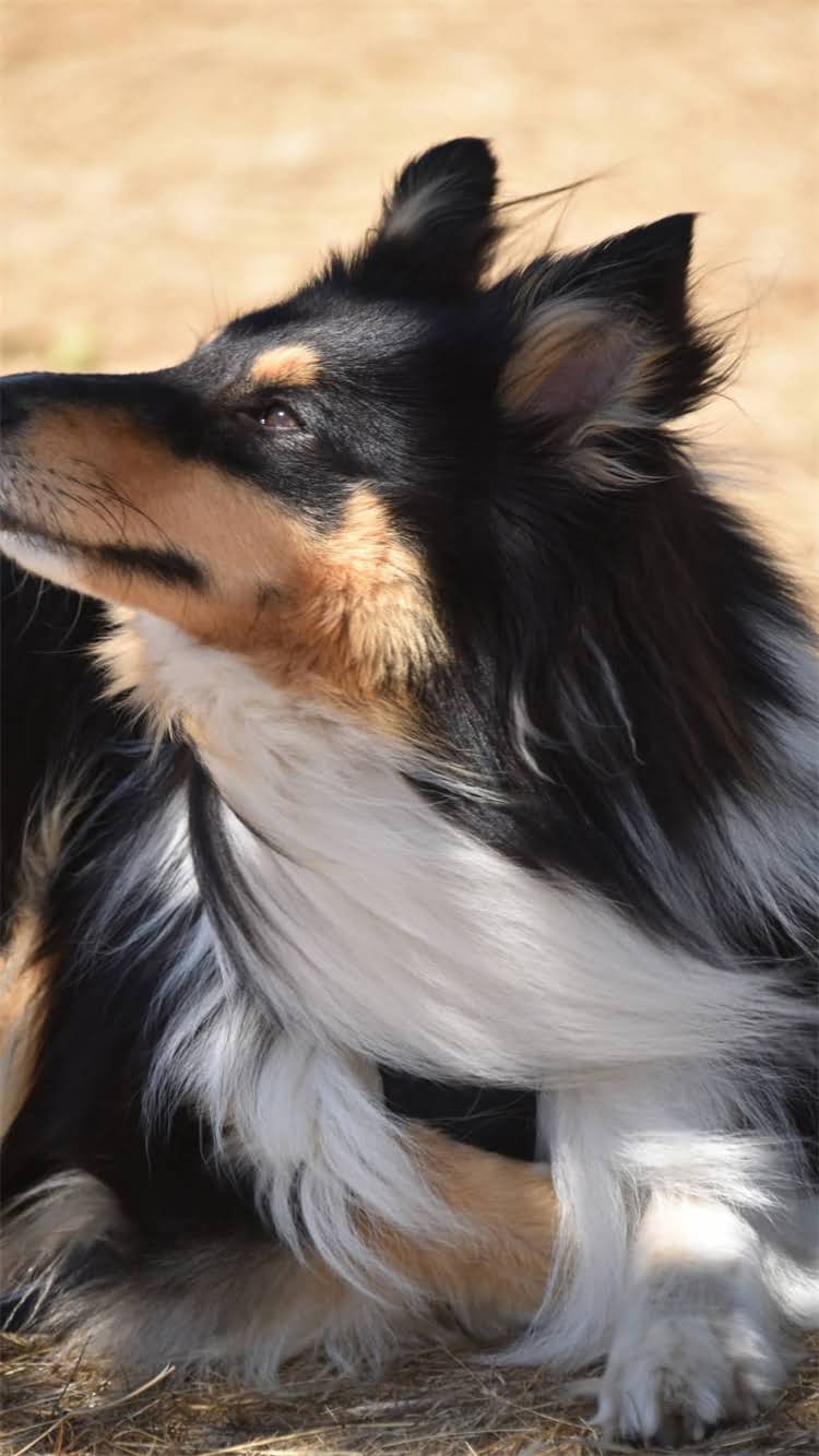 图片 🔥德牧怀孕期千万别乱喂！这5类食物坑娃又伤母，新手必看🔥1.jpg