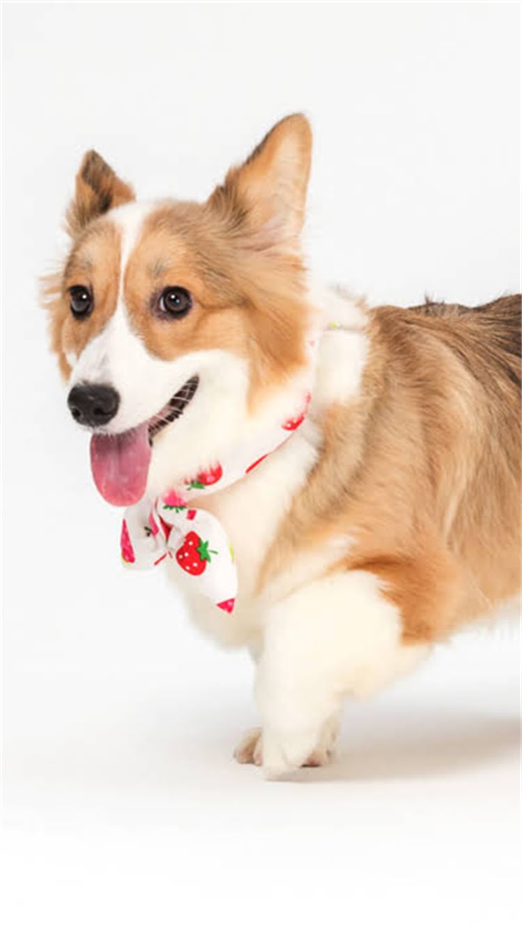 图片 🔥德牧怀孕期千万别乱喂！这5类食物坑娃又伤母，新手必看🔥2.jpg