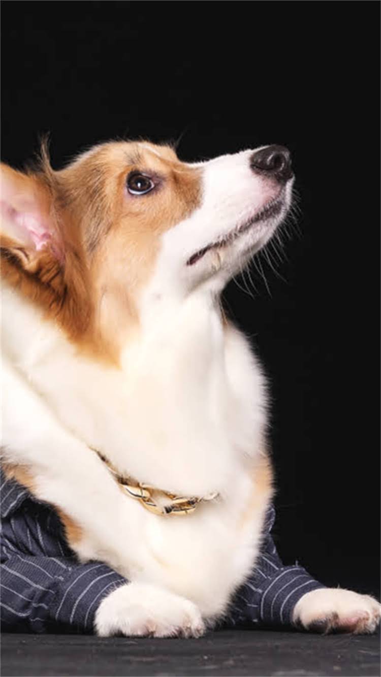 图片 🔥惠州哪里可以训练犬？这5家专业机构值得收藏！附避坑指南.jpg
