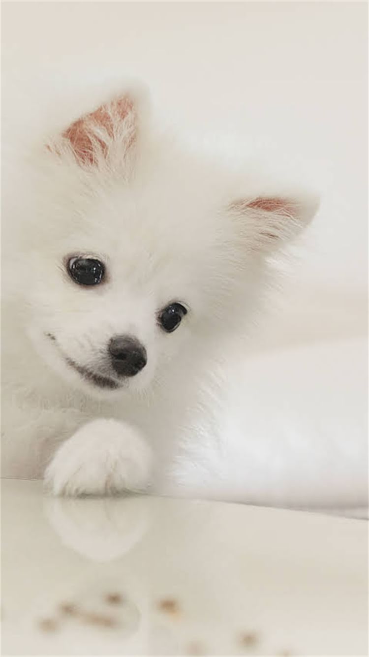 图片 🔥成年德牧营养吸收不良的救命指南｜3大元凶+5步调理法（附老兽医私藏方案）.jpg