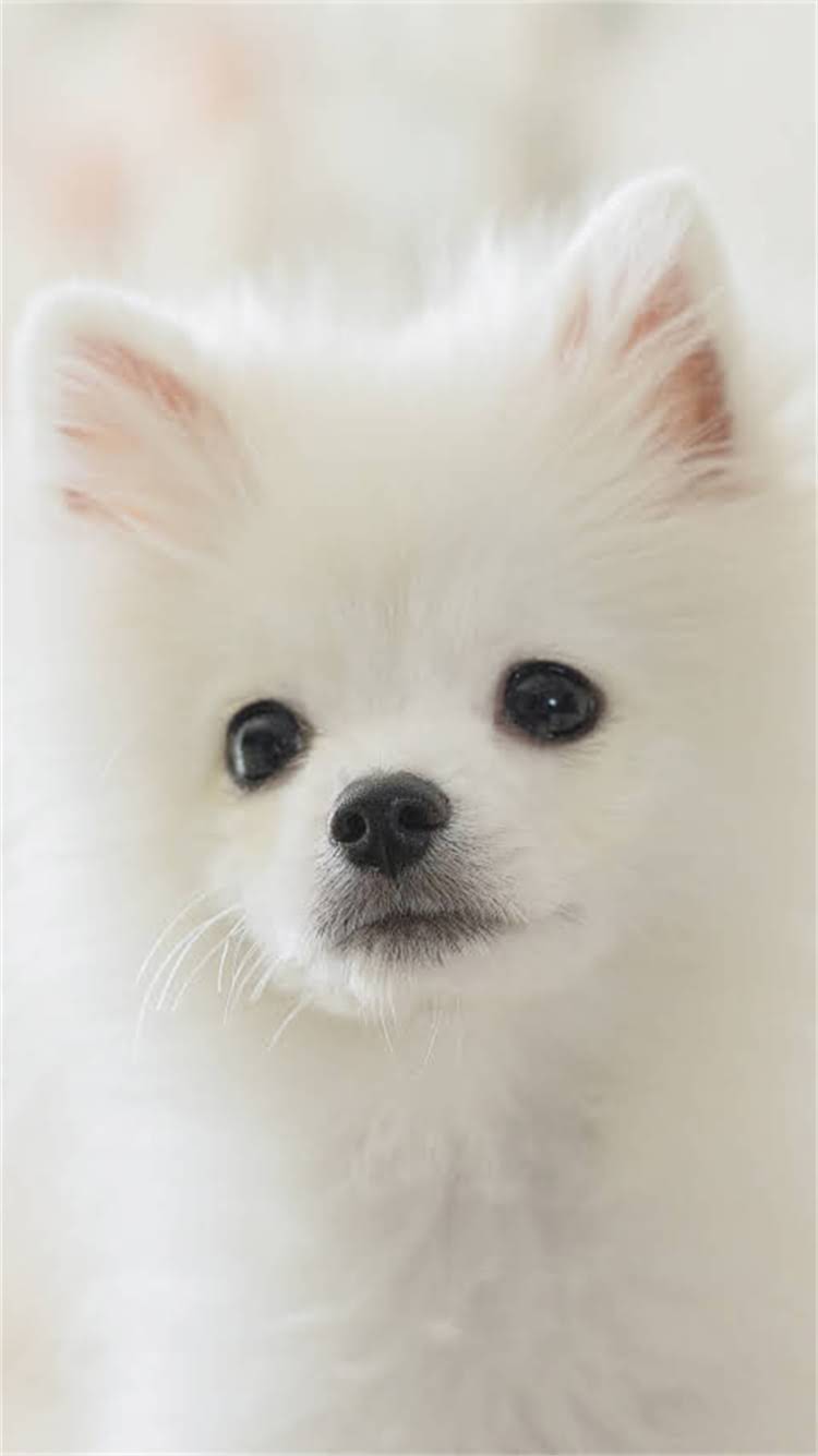 图片 🔥成年德牧营养吸收不良的救命指南｜3大元凶+5步调理法（附老兽医私藏方案）1.jpg