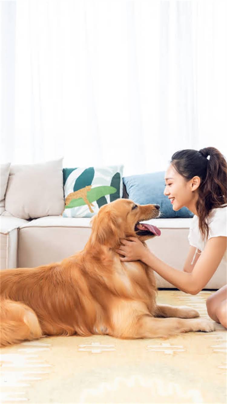 图片 🔥成年拉布拉多胸围标准尺寸是多少？附精准测量方法+健康判断全攻略.jpg