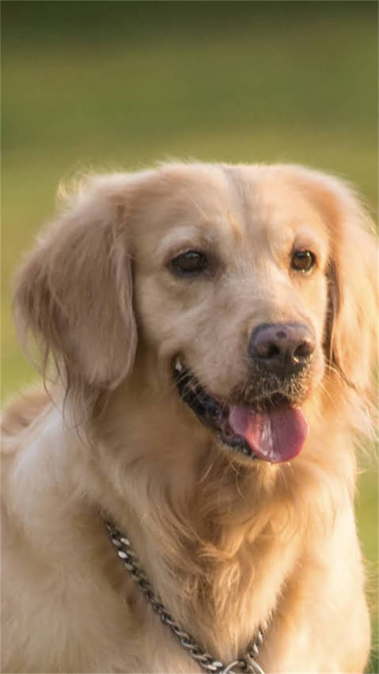 图片 🔥成年拉布拉多胸围标准尺寸是多少？附精准测量方法+健康判断全攻略1.jpg