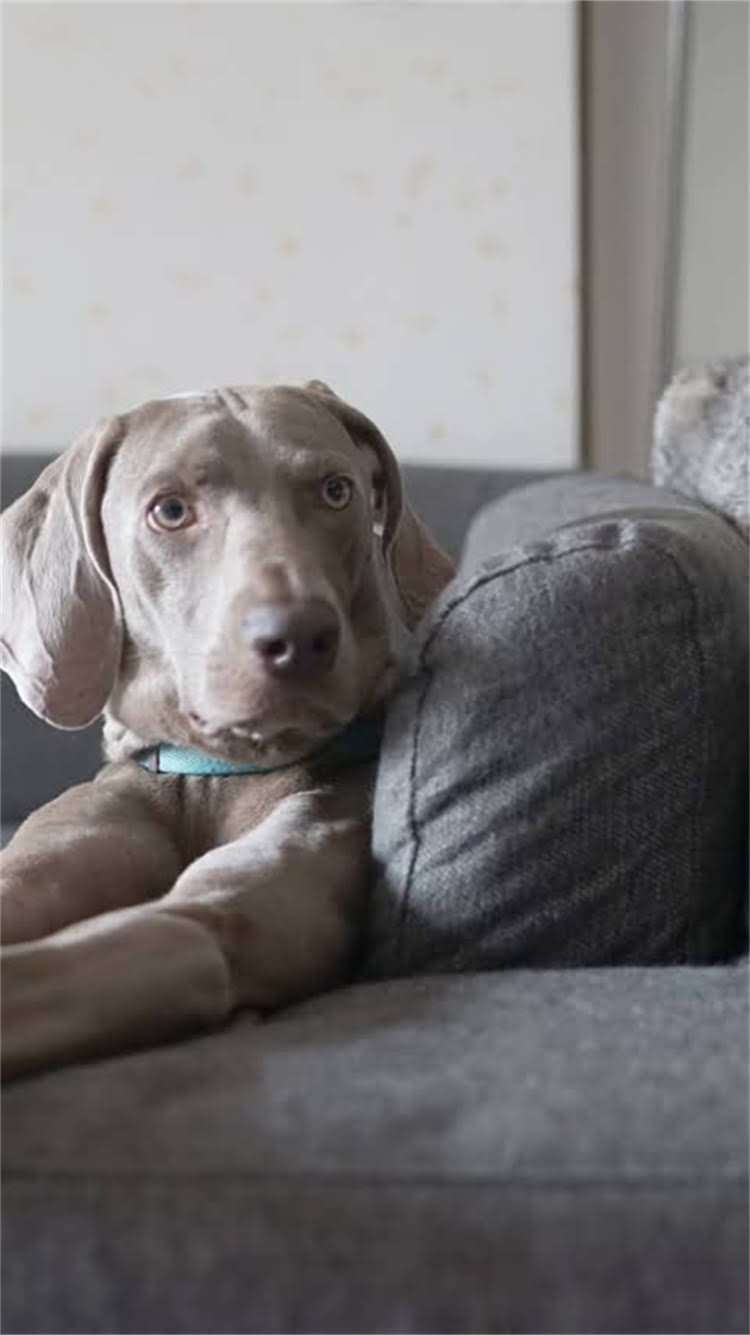 图片 🔥成年拉布拉多胸围标准尺寸是多少？附精准测量方法+健康判断全攻略2.jpg