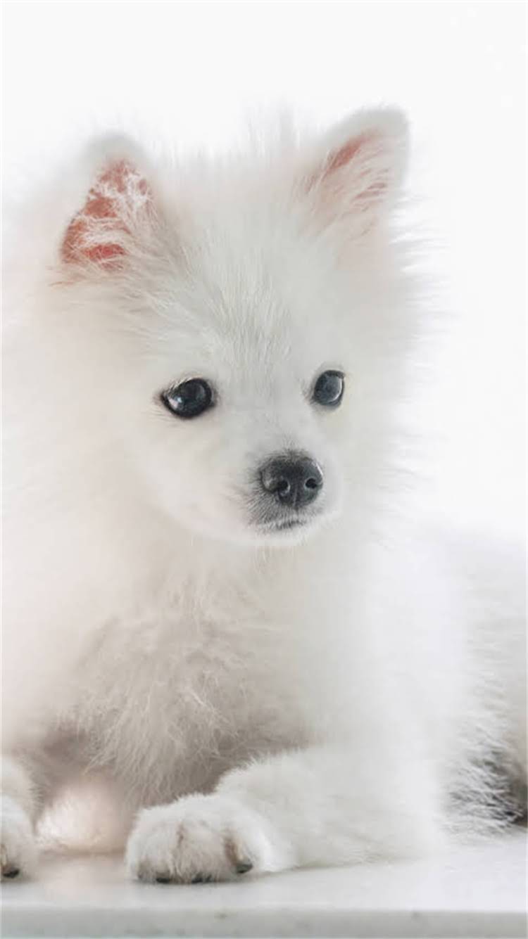 图片 🔥成犬阿拉斯加市场价全｜最新价格表+避坑指南（附选购攻略）.jpg