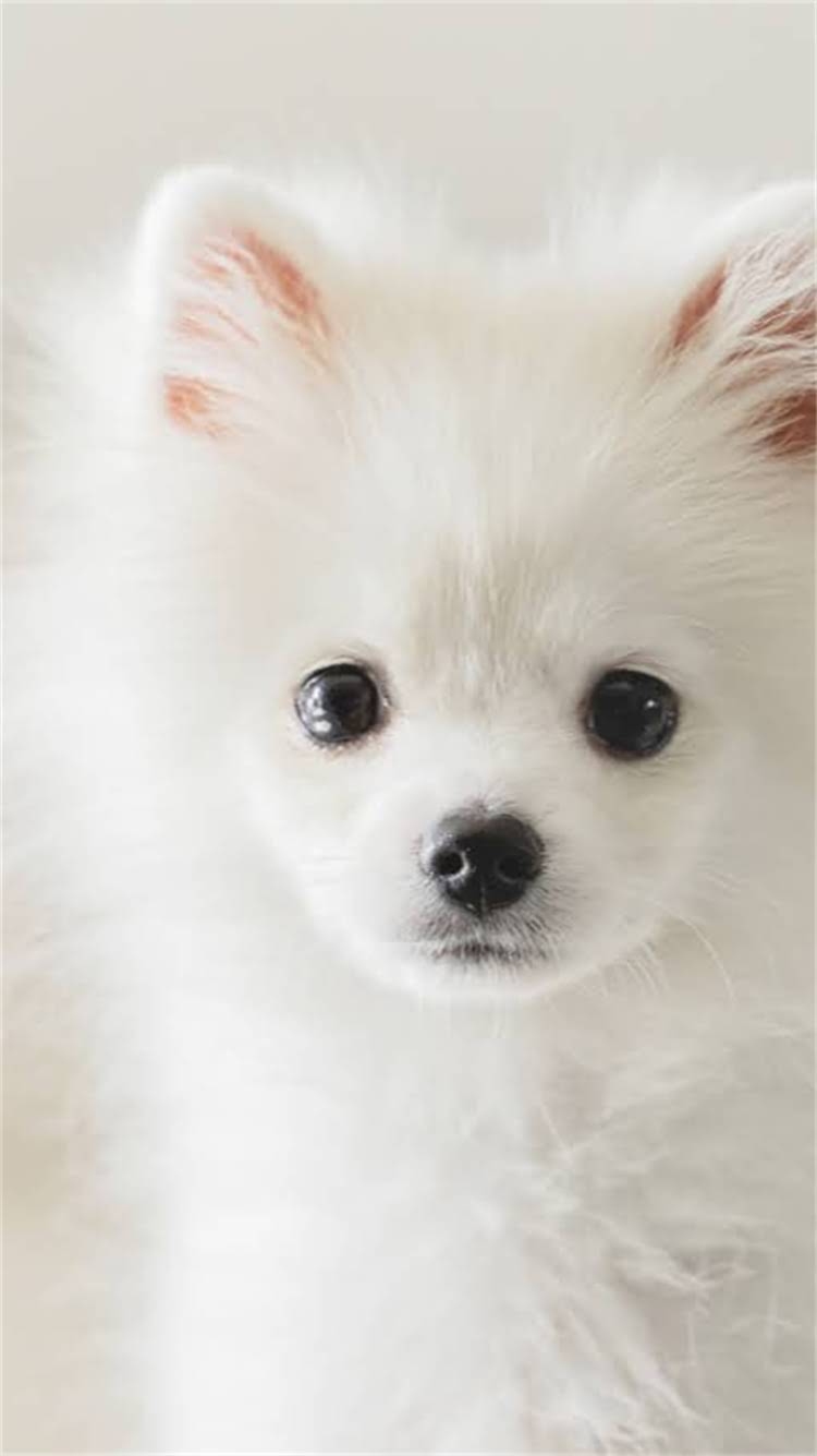 图片 🔥成犬阿拉斯加市场价全｜最新价格表+避坑指南（附选购攻略）1.jpg