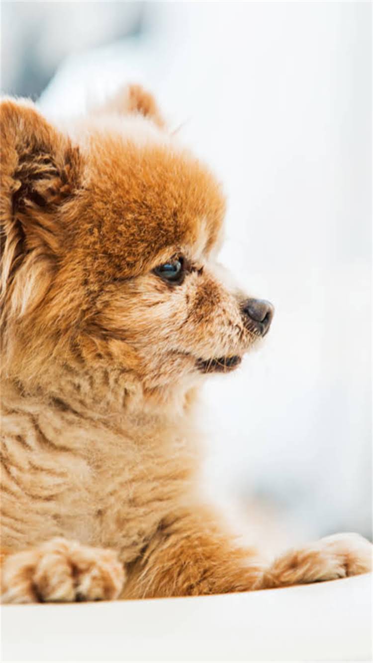 图片 🔥拉布拉多lobuff：新手必看养护指南（附训练视频+健康食谱）🔥2.jpg