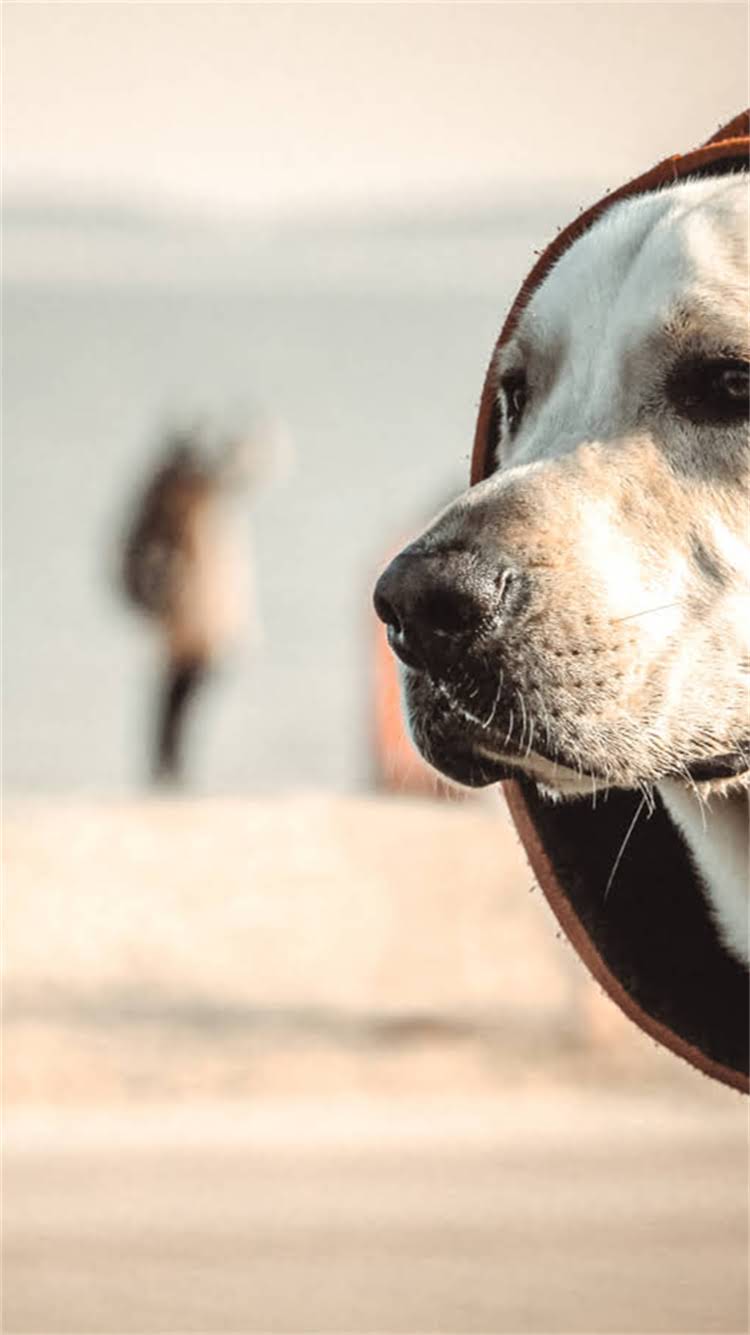 图片 🔥拉布拉多全5大颜色性格大公开！新手必看饲养指南+选犬避坑攻略.jpg