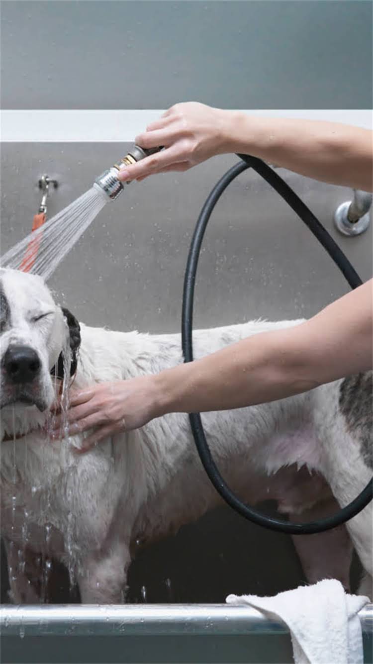 图片 🔥拉布拉多全5大颜色性格大公开！新手必看饲养指南+选犬避坑攻略1.jpg