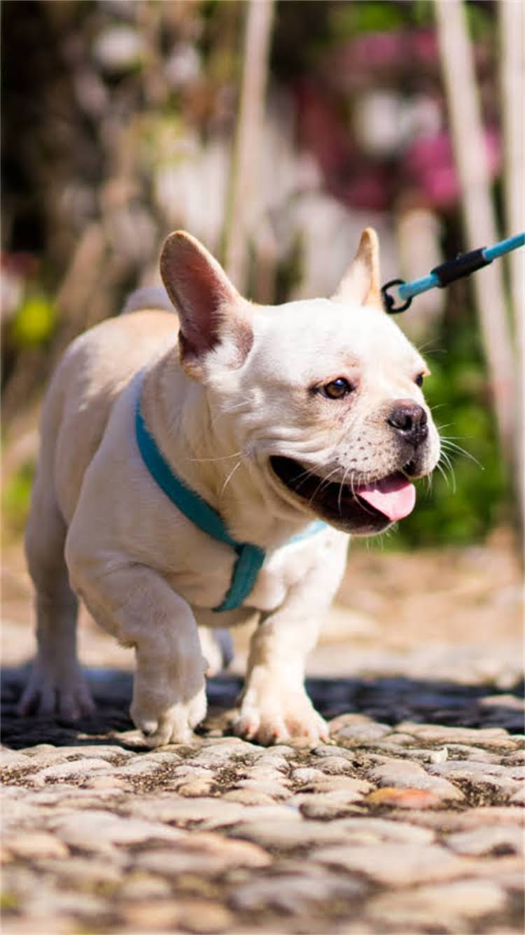 图片 🔥拉布拉多犬智力排名大公开！新手必看训练攻略+智力开发全指南🐾.jpg