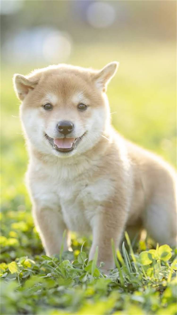 图片 🔥拉布拉多耳螨家庭自愈指南天然配方+3步清洁法，0元搞定顽固耳螨！.jpg