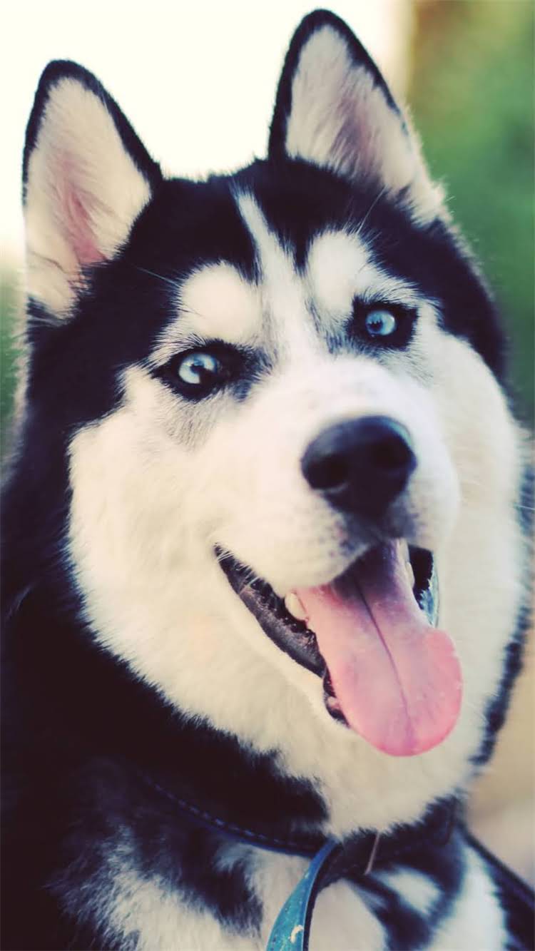 图片 🔥拉布拉多耳螨家庭自愈指南天然配方+3步清洁法，0元搞定顽固耳螨！1.jpg