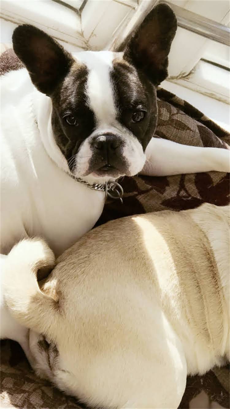 图片 🔥拉布拉多耳螨家庭自愈指南天然配方+3步清洁法，0元搞定顽固耳螨！2.jpg