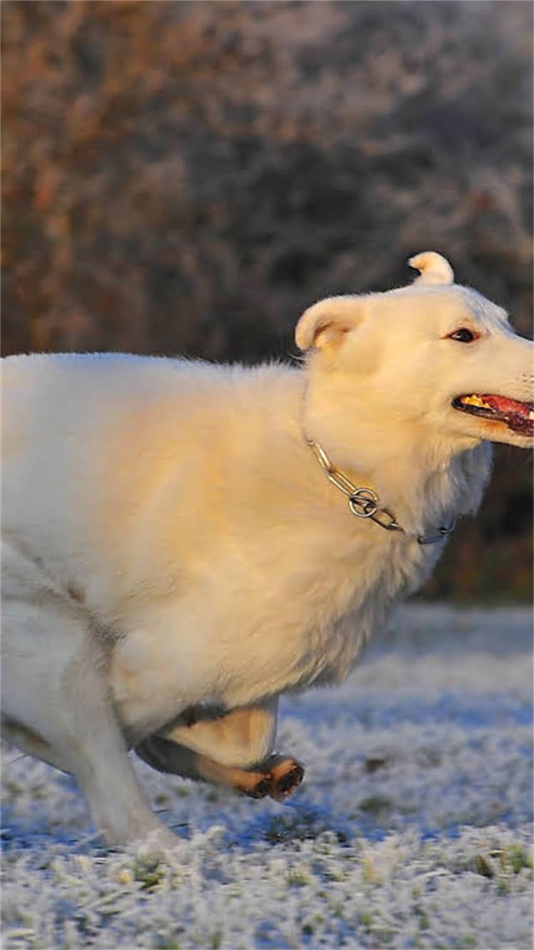 图片 🔥新手必看博美修剪全攻略｜宠物美容师私藏技巧+避坑指南（附工具清单）.jpg