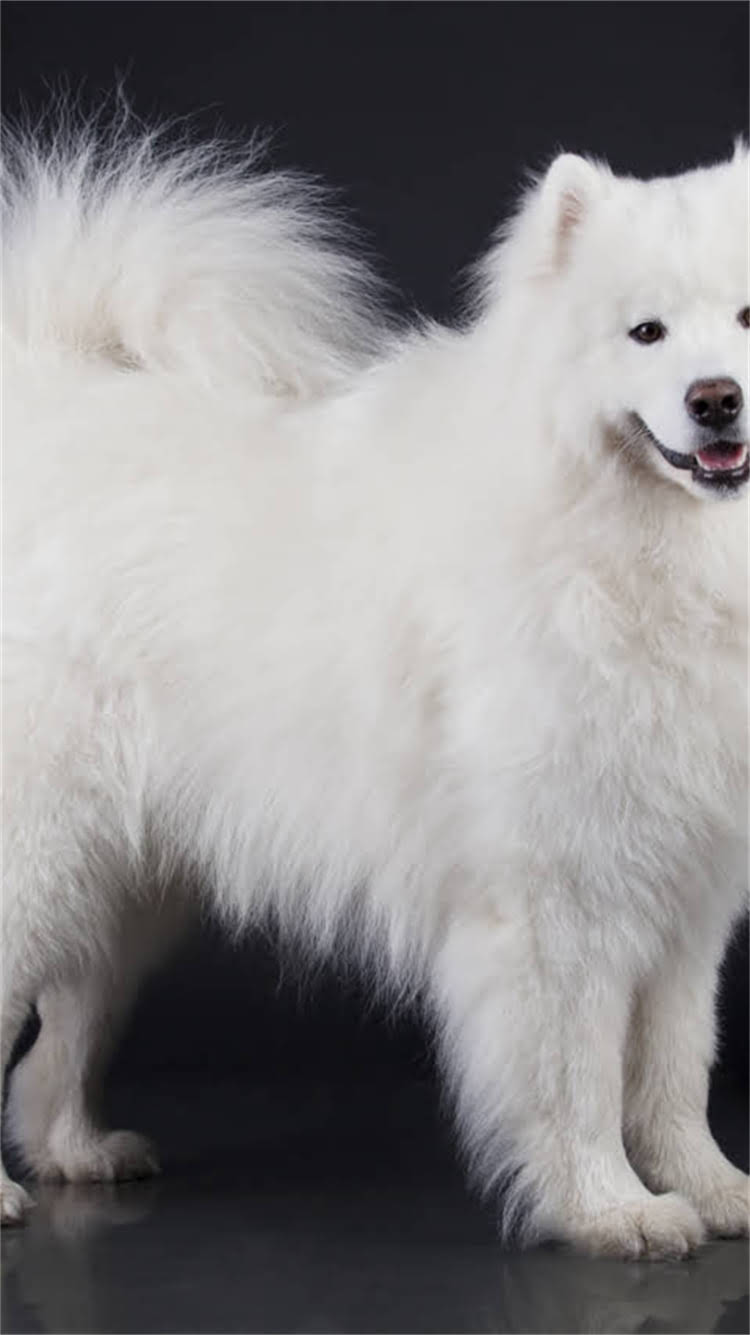 图片 🔥新手必看博美修剪全攻略｜宠物美容师私藏技巧+避坑指南（附工具清单）1.jpg