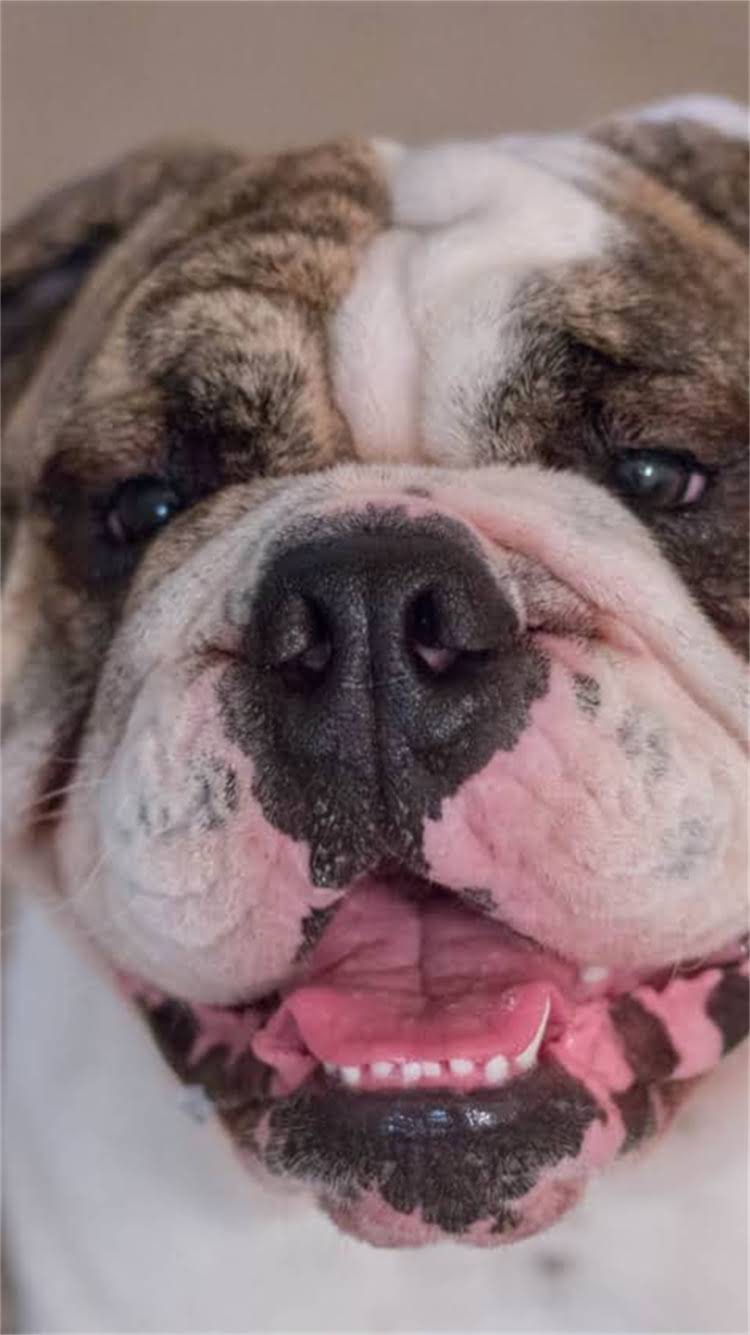 图片 🔥新手必看博美修剪全攻略｜宠物美容师私藏技巧+避坑指南（附工具清单）2.jpg