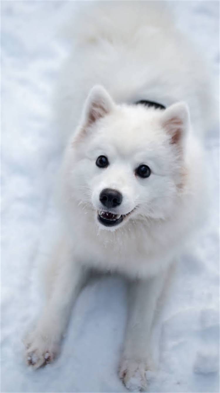 图片 🔥新手必看！0-6月龄拉布拉多幼犬超全喂养攻略🐾💡2.jpg