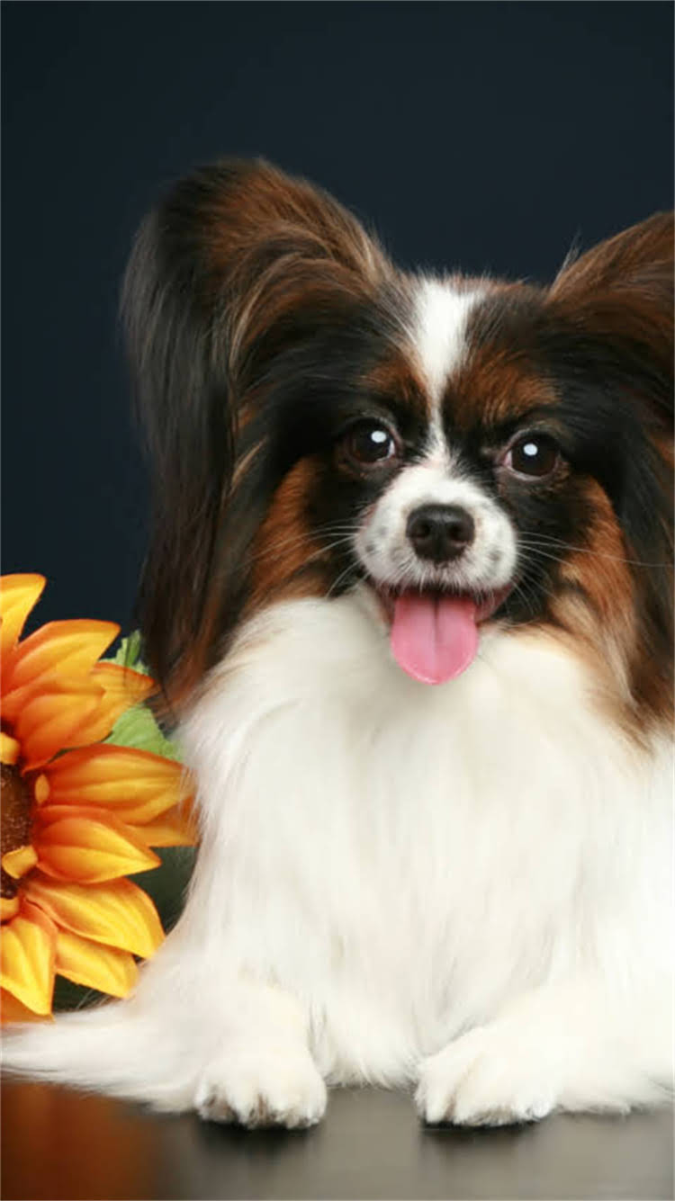 图片 🔥新手必看！狗狗疫苗全攻略打疫苗的最佳时间表+疫苗种类+避坑指南💉.jpg