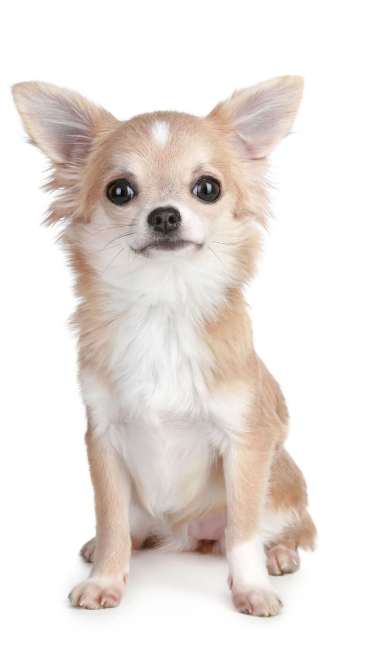 图片 🔥新手必看！狗狗疫苗全攻略打疫苗的最佳时间表+疫苗种类+避坑指南💉1.jpg