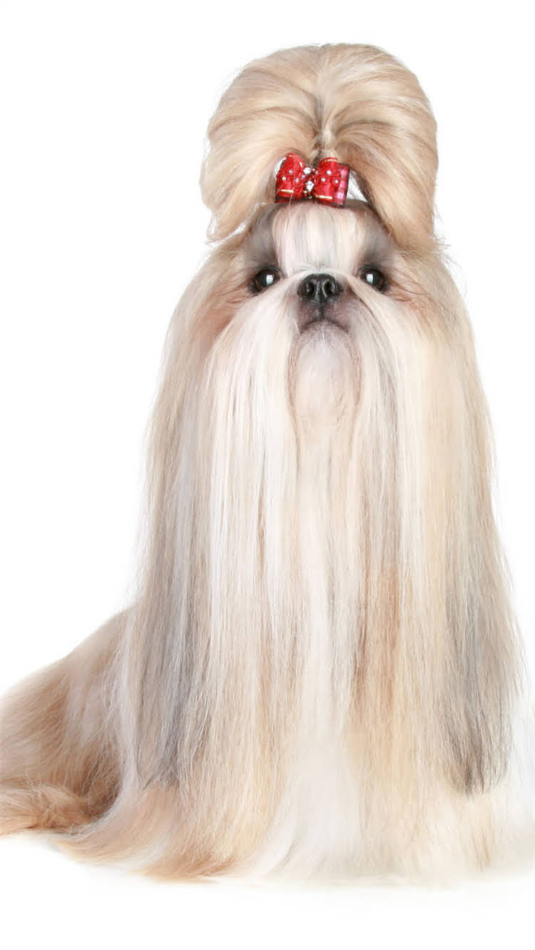 图片 🔥新手必看！狗狗疫苗全攻略打疫苗的最佳时间表+疫苗种类+避坑指南💉2.jpg